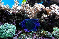 海珊瑚主题餐厅的免费海族馆