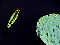 还是荷，请前辈指点！