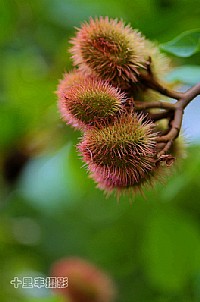 夏日花卉正灿烂(微距拍摄)