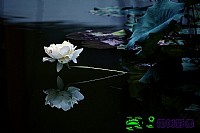 荷花时节拍荷花 ---花开朵朵