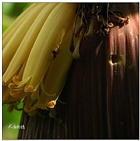 甜甜的芭蕉花