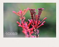 热带植物园花儿朵朵