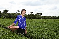 采茶姑娘 茶田里的另一道靓丽风景线