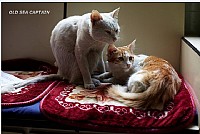 都市网网友文化节：7月28日我与德头有个约会——“老船长大师”老街取景摄影教学活动召集