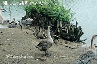 好汉摄农村之动物]鹅