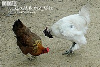 [好汉摄农村之动物]悄悄话