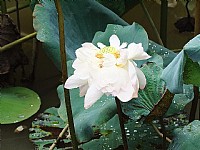 今天湿地公园荷花长这样