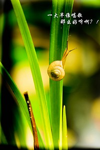 ......兰苑的邂逅......