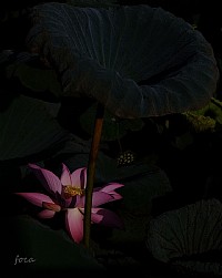 荷花今早的无p直出