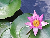 特呈岛度假村的睡莲