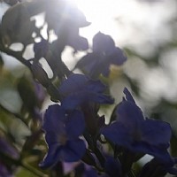 发d花仔直出无p