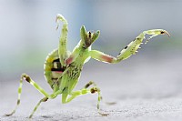 正宗如假包换螳螂拳