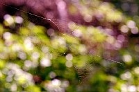 加入“地下党”后的作品