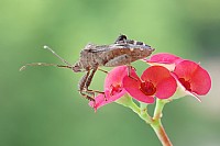 【微距】蜘蛛，蛋蛋，广翅腊蝉，蝽