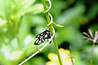 ***我与虫虫有个约会***