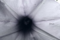 放了虫虫的鸽子的花花