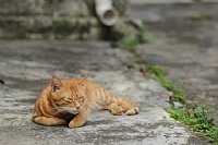 没微距，只好拍别的动物了