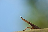 微距~第一次发贴，请指教！