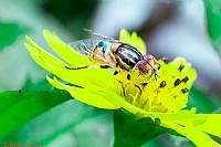 8.4随“雄”摄虫三两片