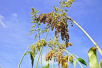 红土地上的红高梁