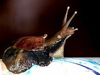 拿一扫帚在家拍蜗牛玩