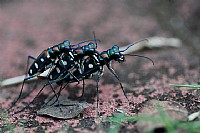 《微距》虎甲虫（玩完2P再玩3P，百年一遇的艳遇，不用容错过喔）