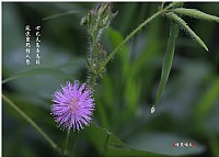 美人如花(没有美女)