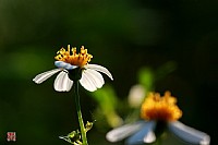 野花(不采白不采)