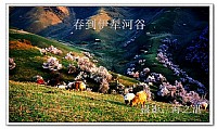 春到伊犁河谷（2）