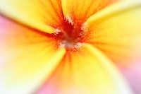 【摄影作品】南亚热带公园