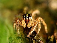 《微距》  跳蛛