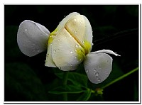 在霞山边坡村拍到的