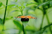 [摄影作品]天使猪猪-蝴蝶-飞机