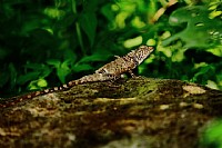 [摄影作品]天使猪猪-雷公狗-阳光下的霸气