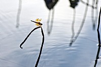 荷塘的小精灵--红蜻蜓