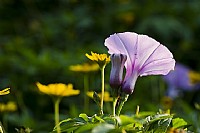 牵牛花爱的宣言