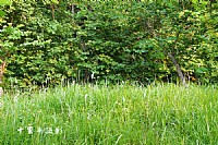 深秋中的湖光岩印象