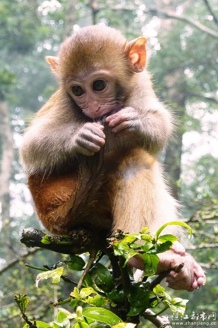 峨眉山上的强盗---猴子