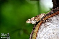 遇见－只雷公狗