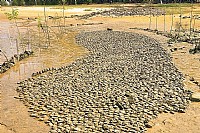 圈地养蚝 看看湛江蚝场的原生态风貌