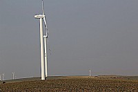 冬日里那一片菠萝的海