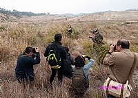 1月11日芦苇人像
