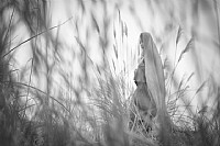 0111活动《梦中徘徊》