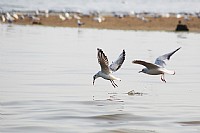 观海长廊拍海鸥