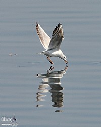 2014大年初一 到观海长廊学拍小小小小鸟