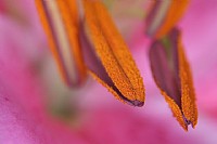 几百纸的单反相机+近摄