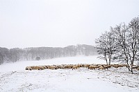 坝上冬韵--牧羊图