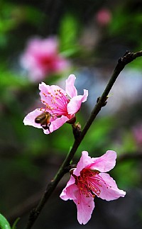 桃花盛开的时候