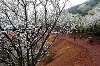 忽如一夜春风来，千树万树梨花开