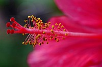 又到一年花开时。。。